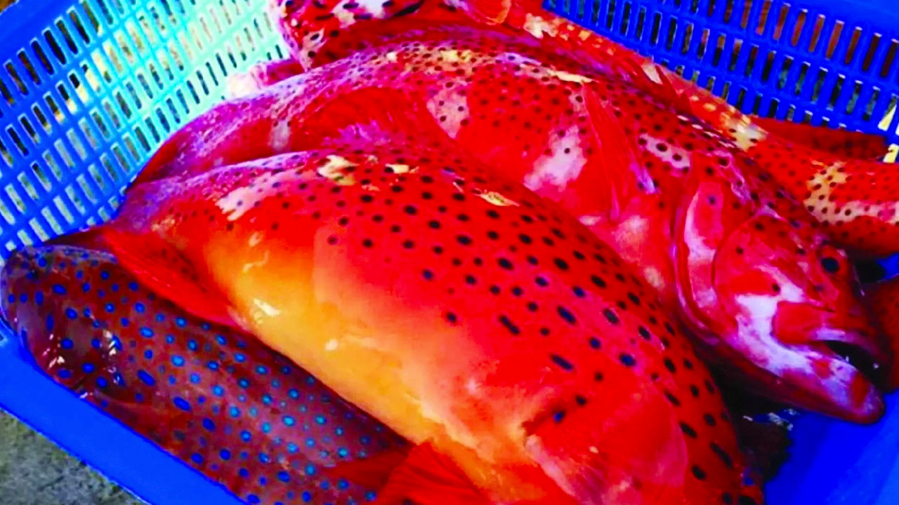 Cá mú đỏ - Đặc sản Côn Đảo